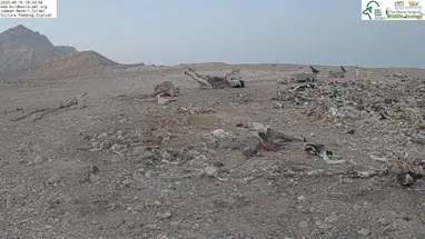 朱迪亚沙漠秃鹫饲养站 在线网络摄像头